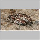 Cicindela hybrida - Duenen-Sandlaufkaefer 12 Sandgrube Niedringhaussee.jpg